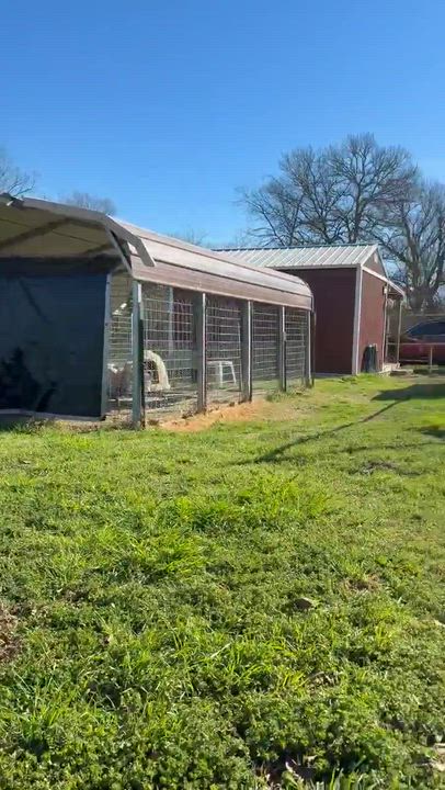 Enlarge Dolly of Wortham, a Adopted mixed breed in Denver, CO video 6/6