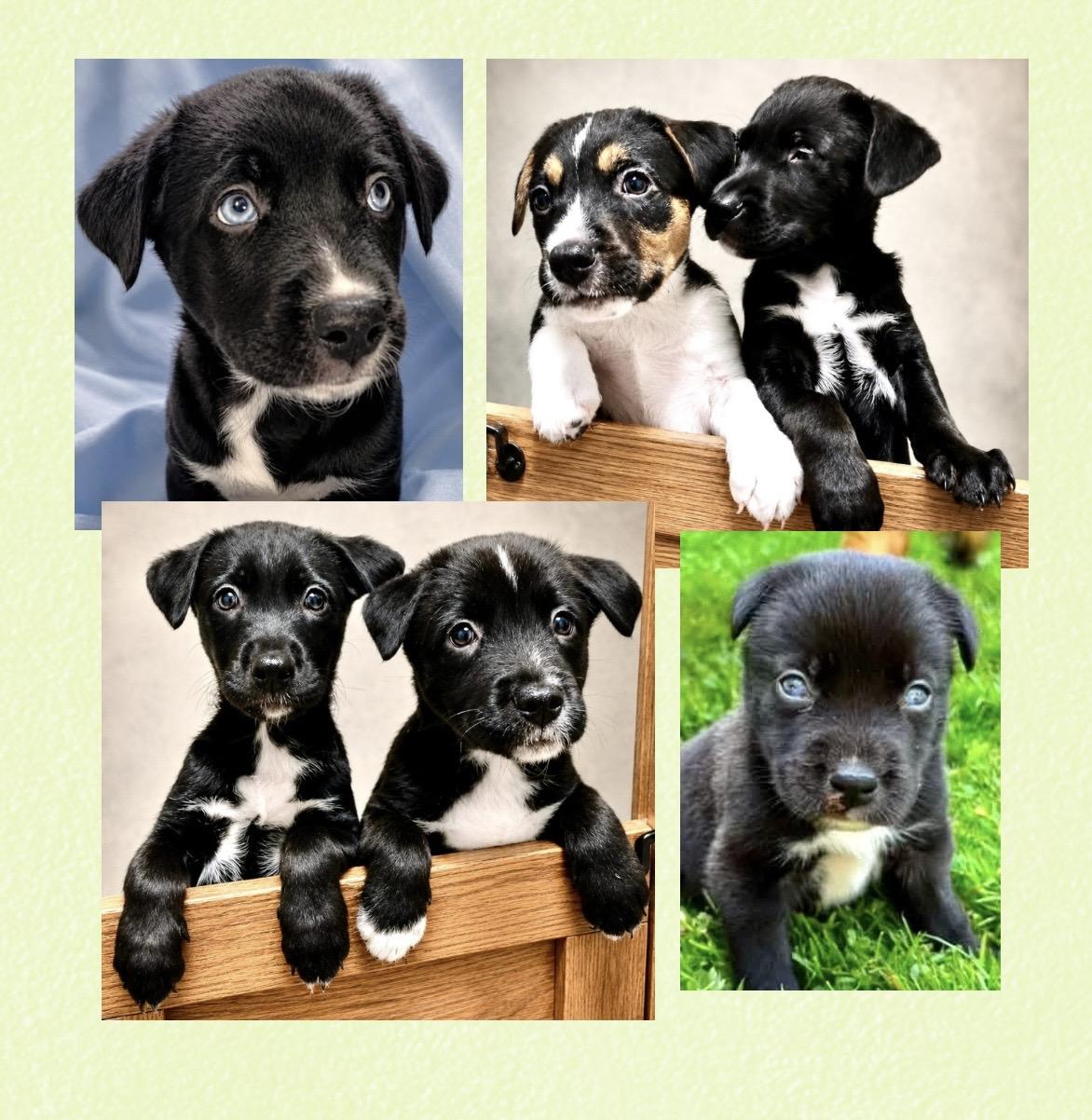 Enlarge Callies Six Puppies, a ADOPTABLE Mixed Breed in Westfield, NY image 1/6