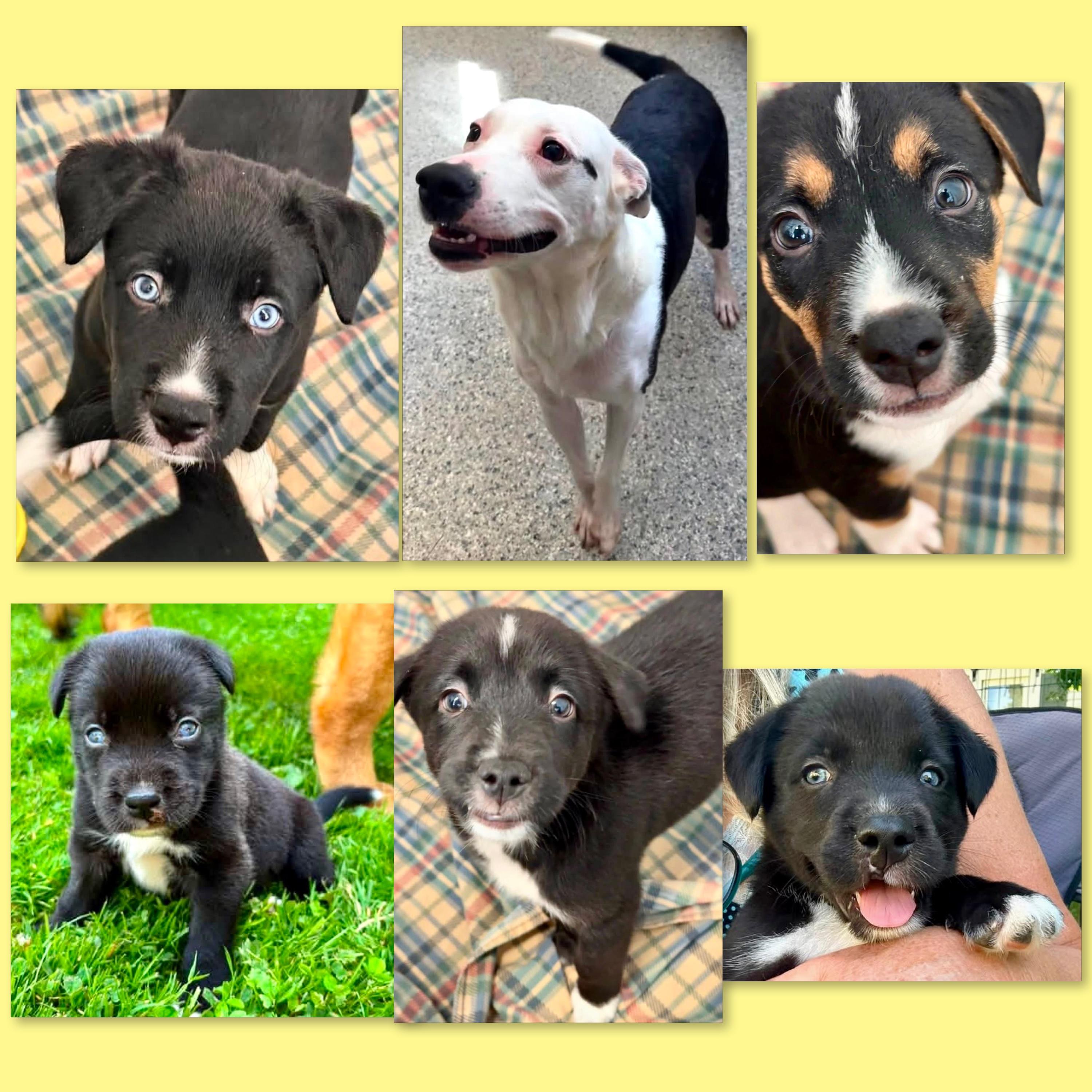 Enlarge Callies Six Puppies, a ADOPTABLE Mixed Breed in Westfield, NY image 5/6