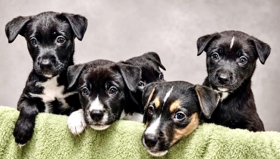 Enlarge Callies Six Puppies, a ADOPTABLE Mixed Breed in Westfield, NY image 2/6