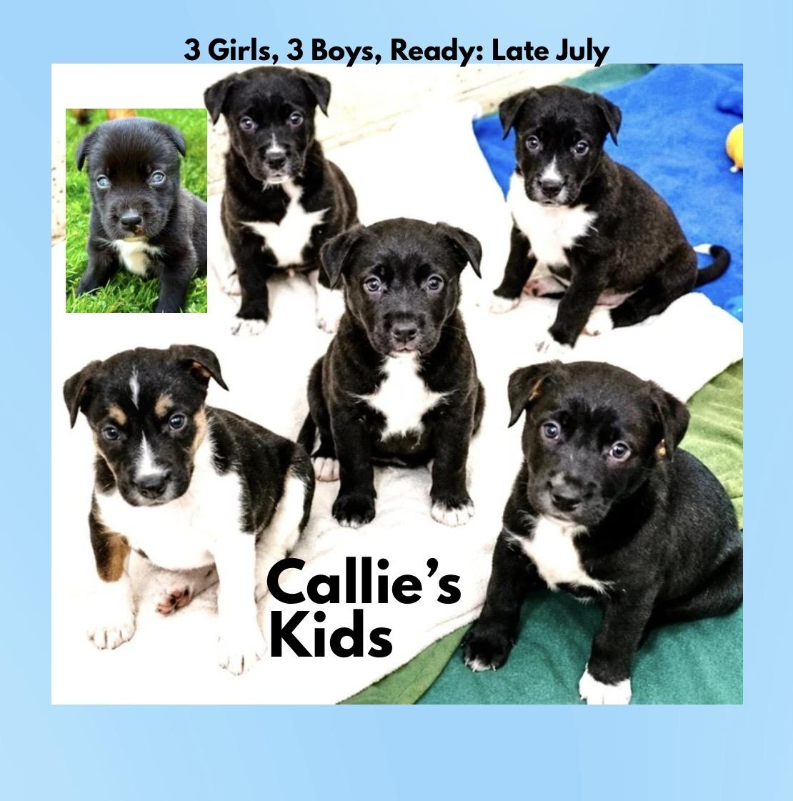 Enlarge Callies Six Puppies, a ADOPTABLE Mixed Breed in Westfield, NY image 4/6