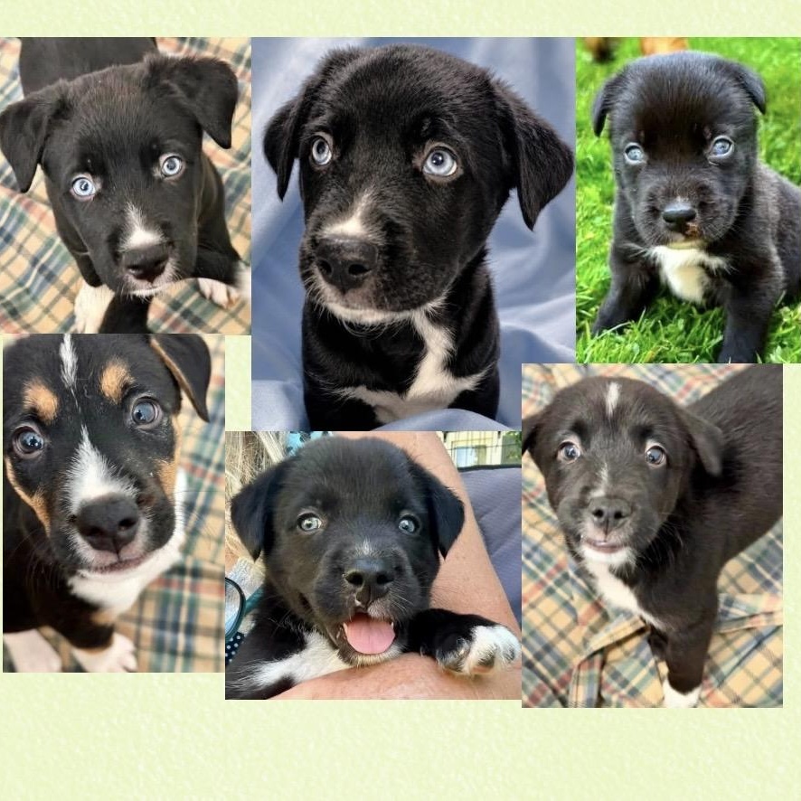 Enlarge Callies Six Puppies, a ADOPTABLE Mixed Breed in Westfield, NY image 3/6