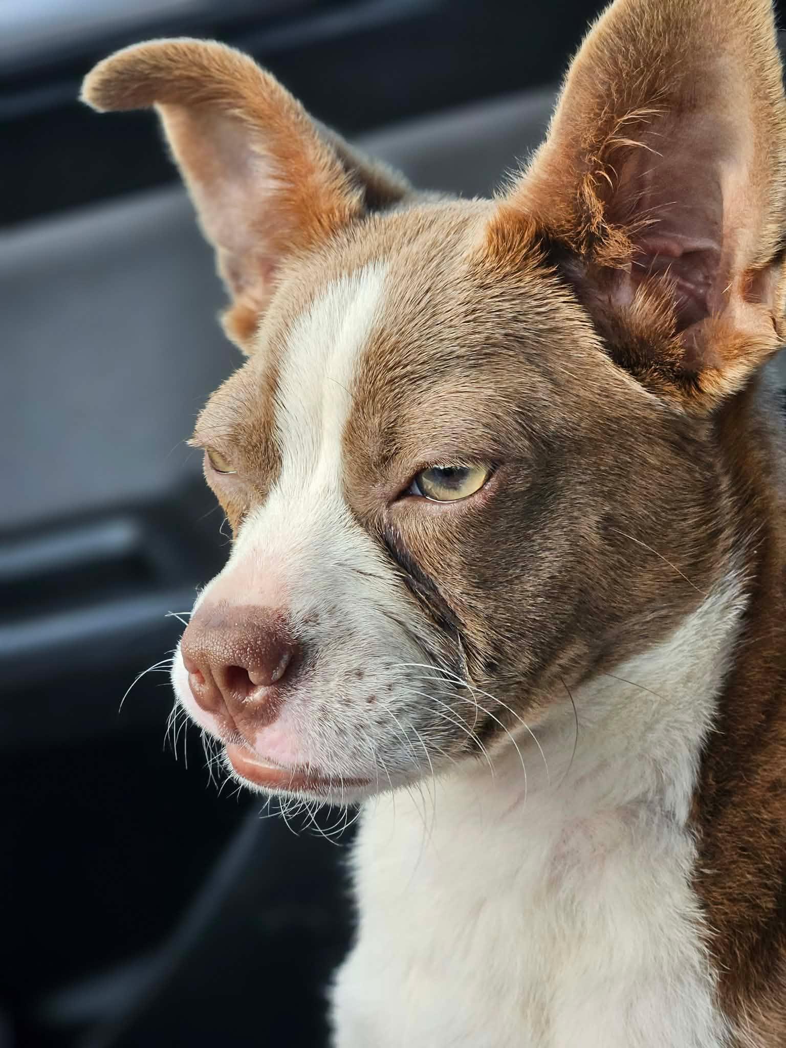 Giget, an adopted mixed breed in Glocester, RI image 3/6