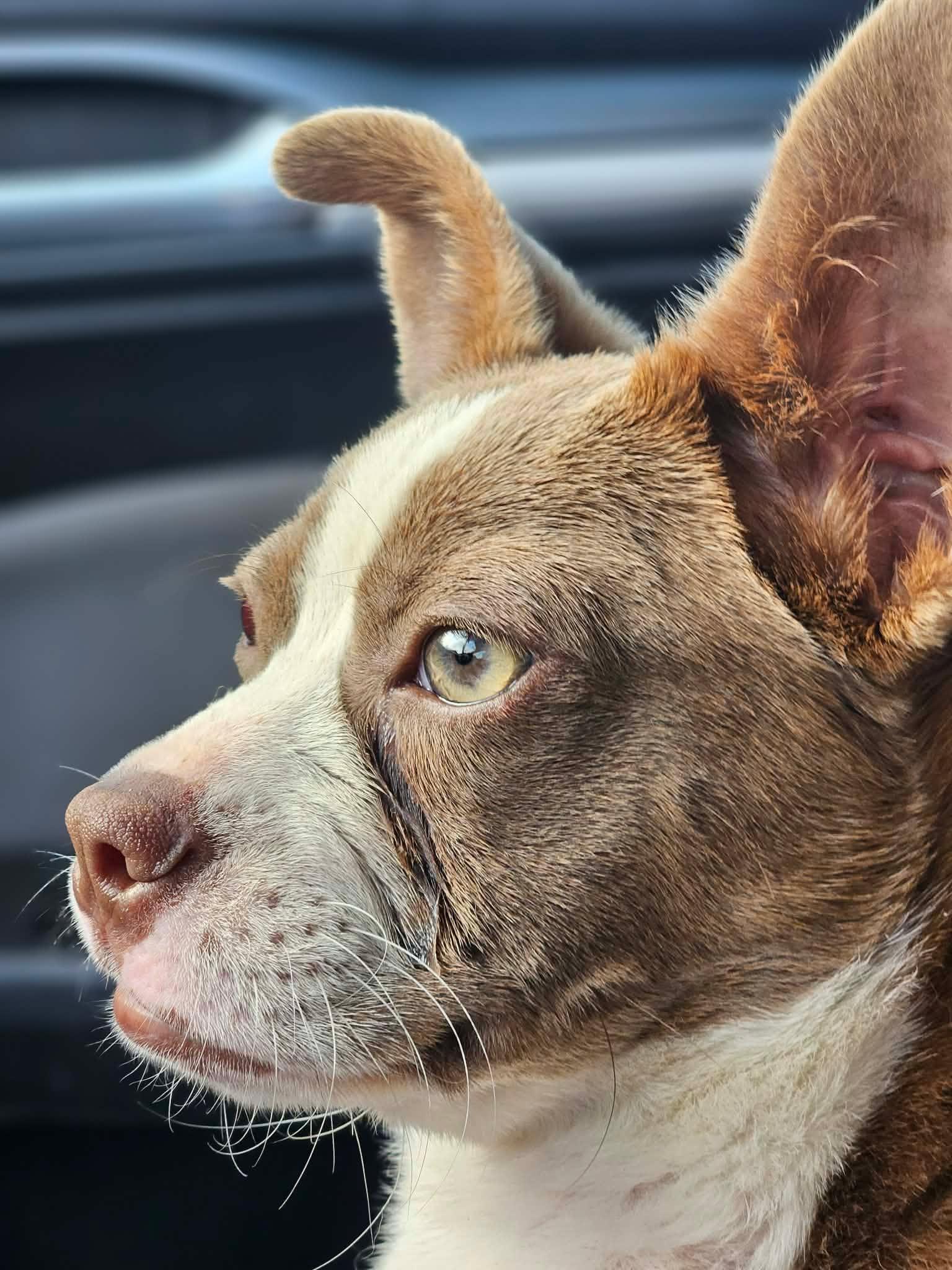 Giget, an adopted mixed breed in Glocester, RI image 5/6