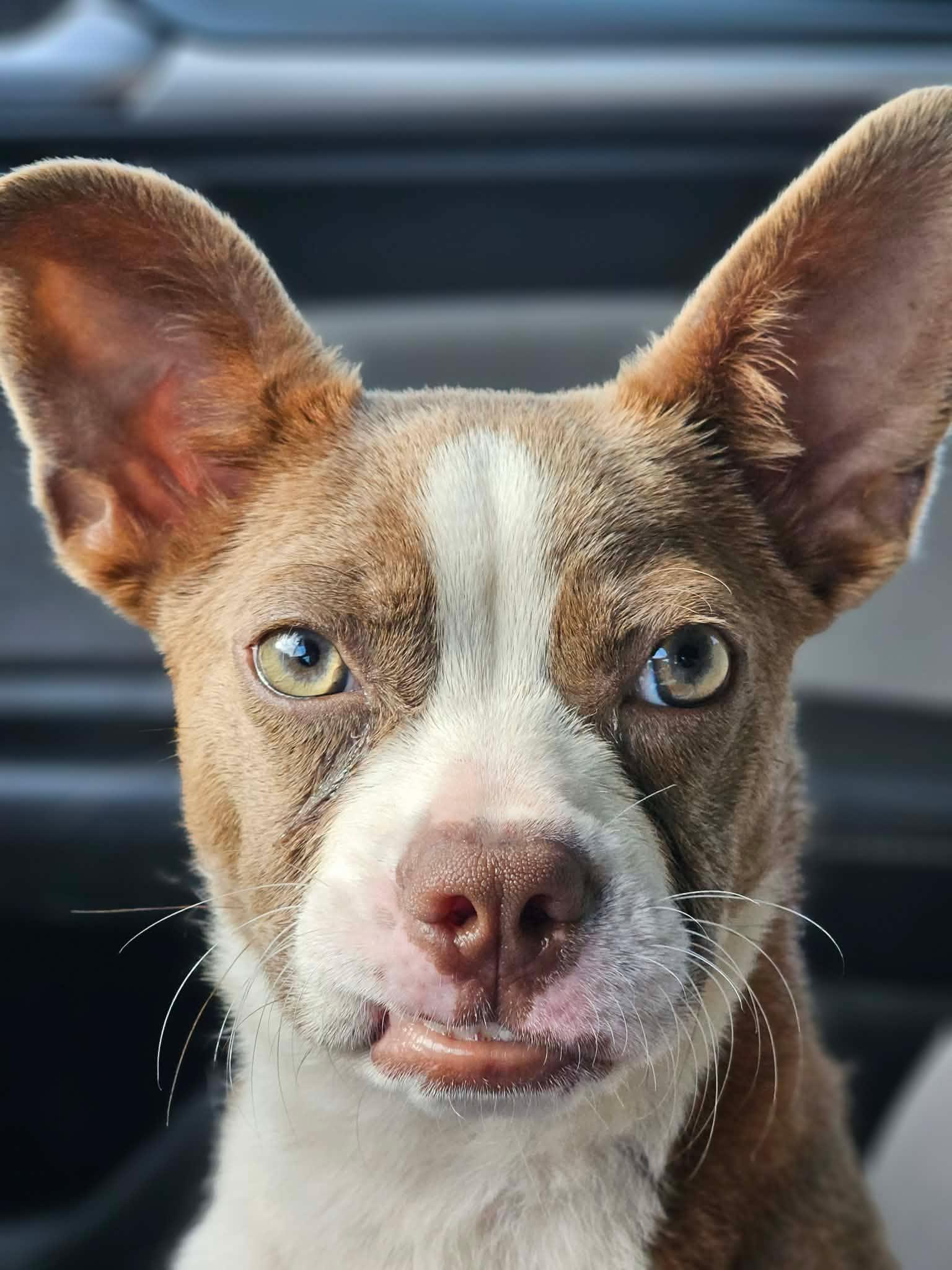 Giget, adopted, Young Female Boston Terrier.