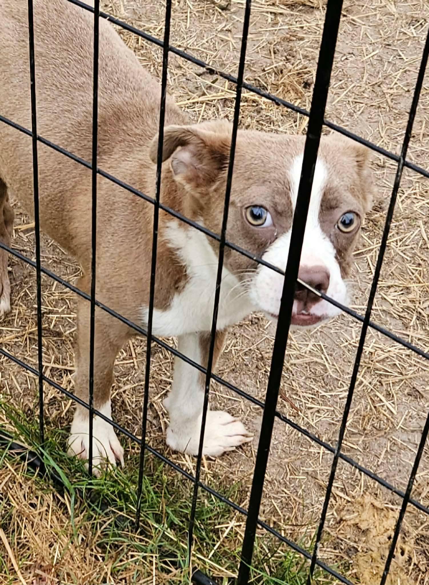 Giget, an adopted mixed breed in Glocester, RI image 4/6