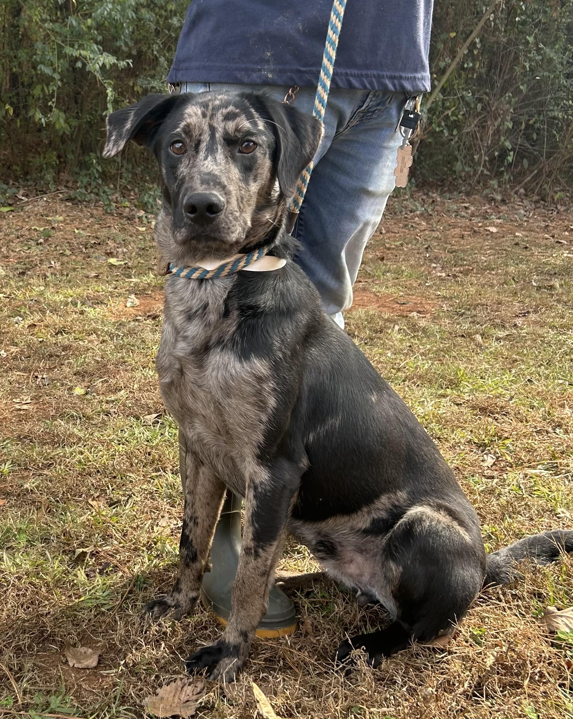 Hugo, adopted, Adult Male Catahoula Leopard Dog & Labrador Retriever.