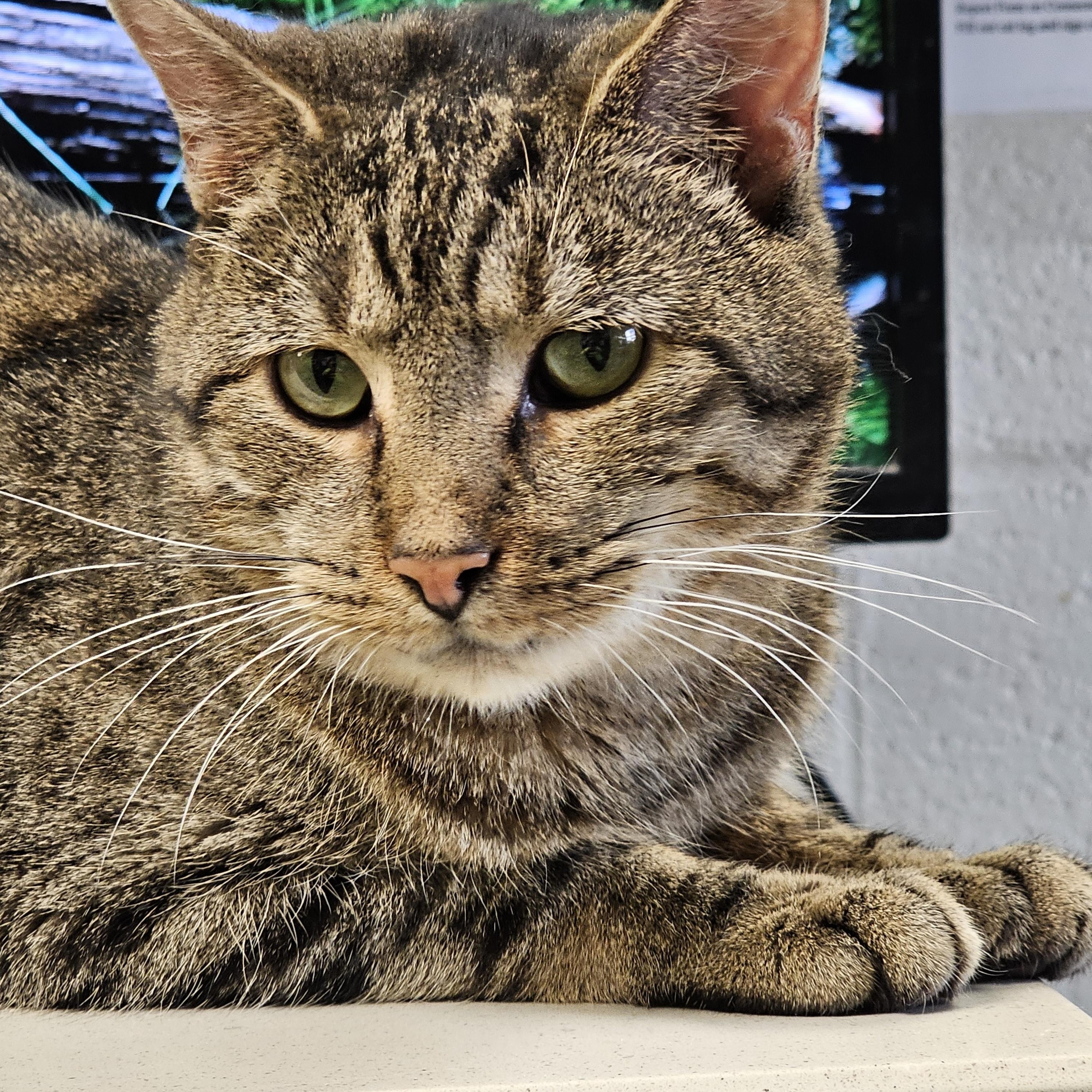 Enlarge Lilo, a ADOPTABLE Domestic Short Hair in Stratford, CT image 1/4