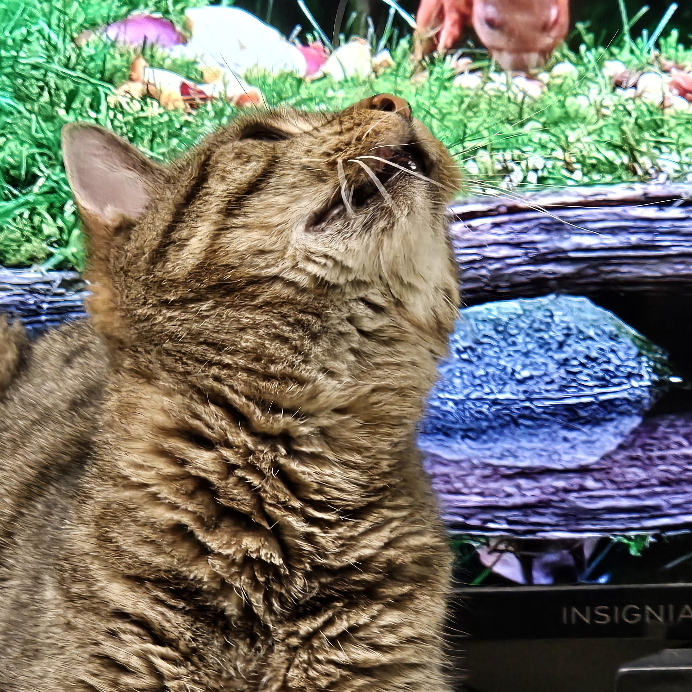 Enlarge Lilo, a ADOPTABLE Domestic Short Hair in Stratford, CT image 4/4