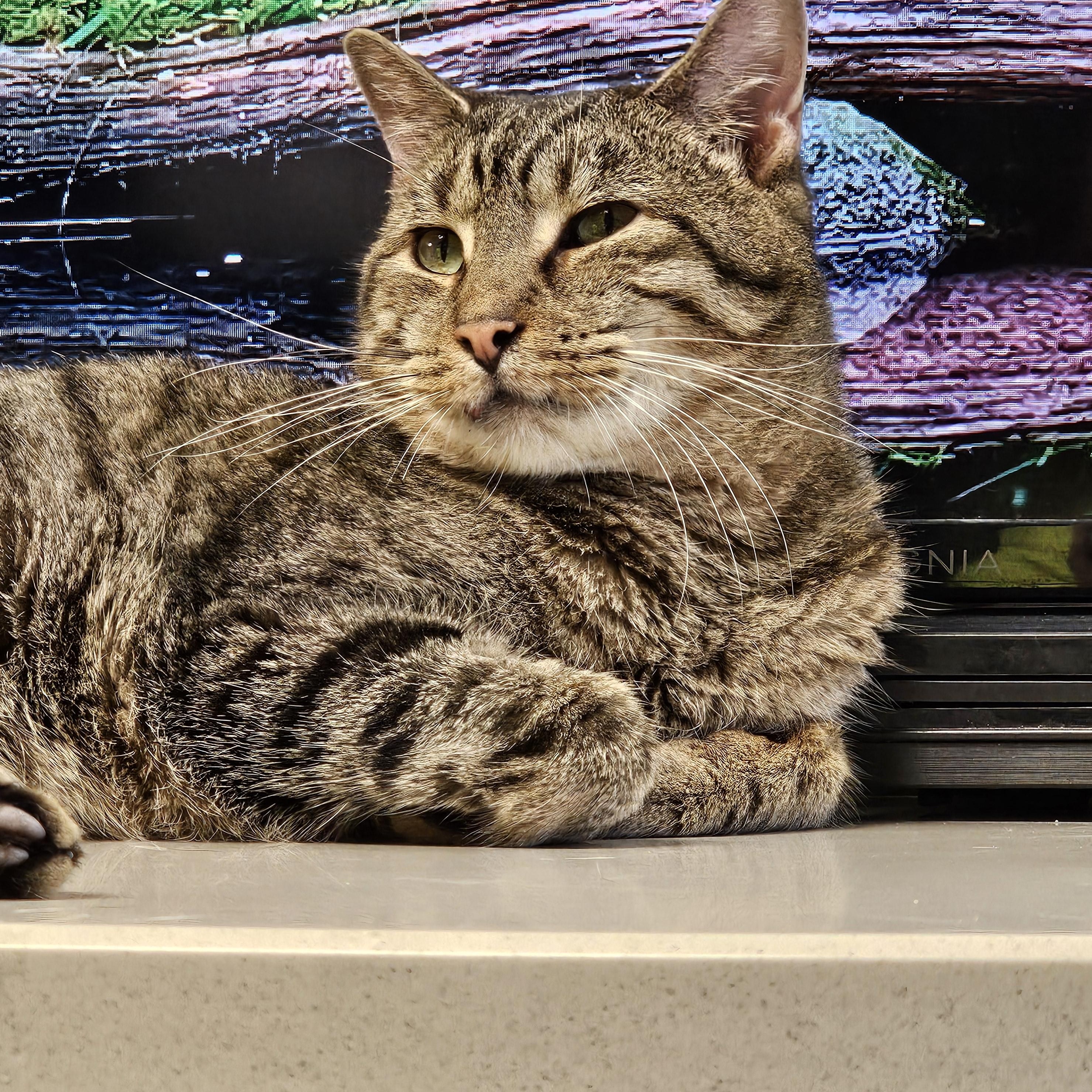 Enlarge Lilo, a ADOPTABLE Domestic Short Hair in Stratford, CT image 3/4