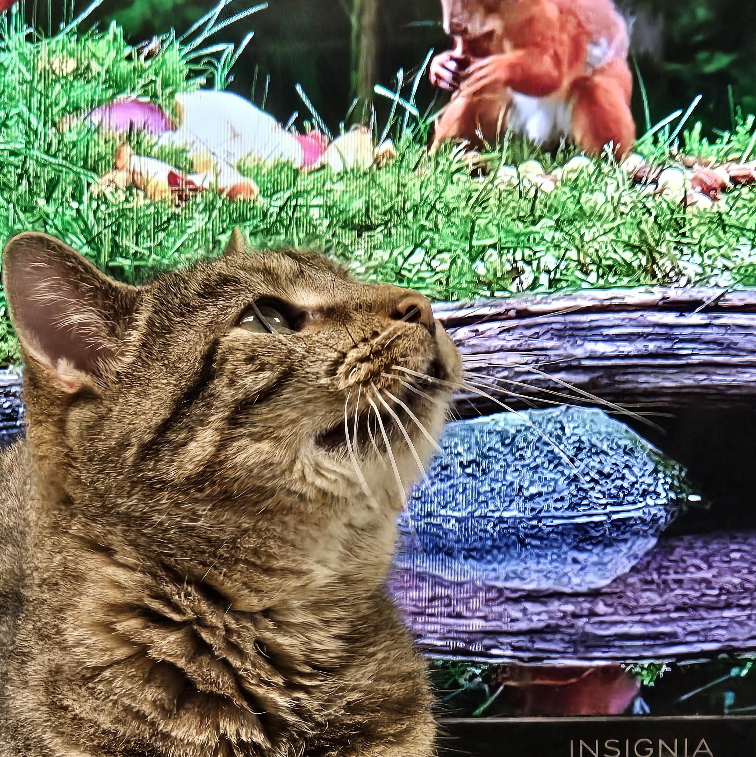 Enlarge Lilo, a ADOPTABLE Domestic Short Hair in Stratford, CT image 2/4