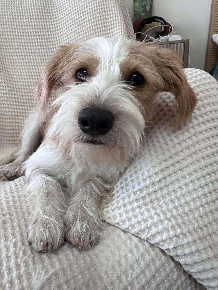 Baxter, Adoptable, Adult Male Terrier.