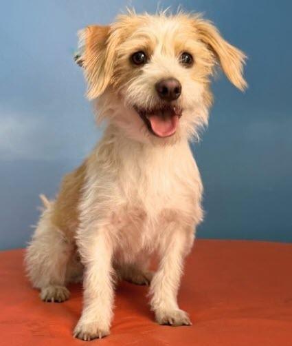 Enlarge Baxter, a Adoptable mixed breed in Mission Viejo, CA image 2/6