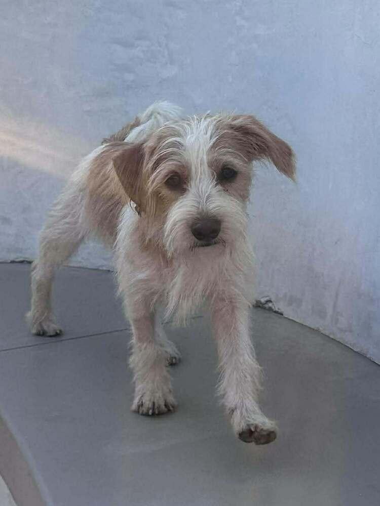 Enlarge Baxter, a Adoptable mixed breed in Mission Viejo, CA image 3/6