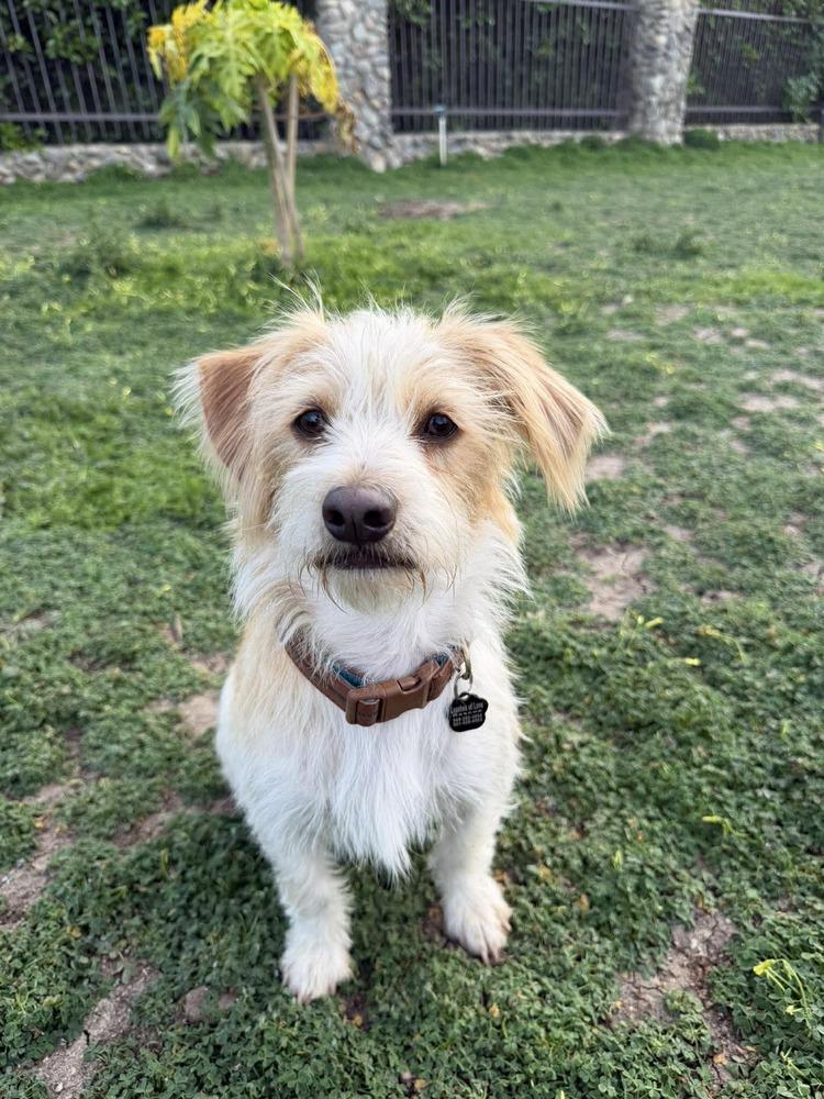 Enlarge Baxter, a Adoptable mixed breed in Mission Viejo, CA image 3/5