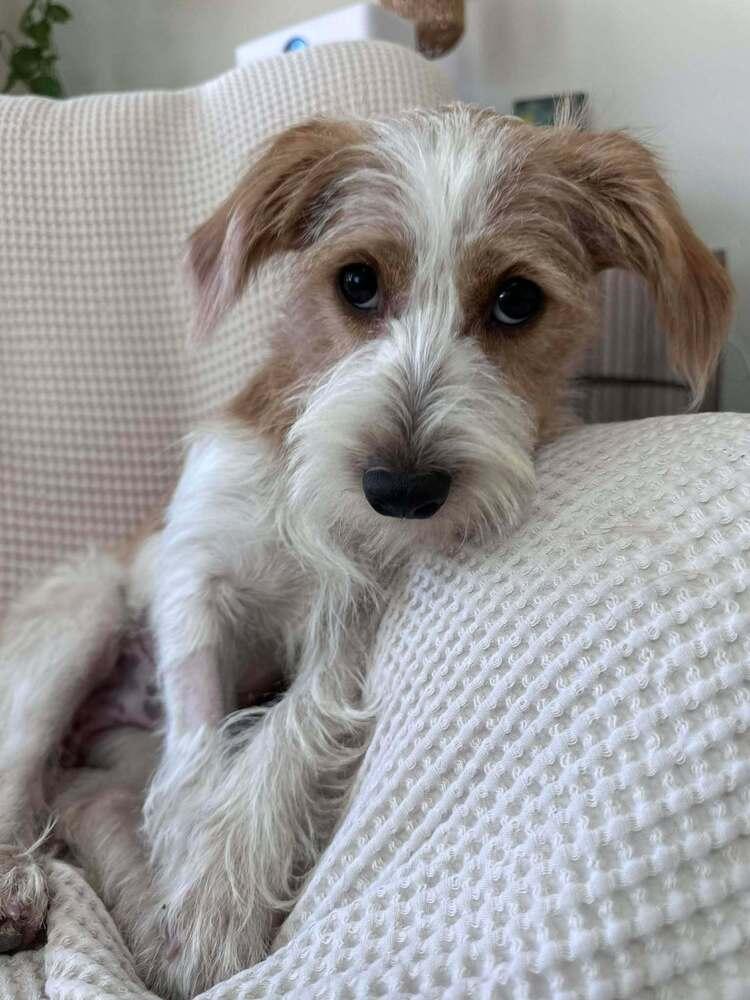 Enlarge Baxter, a Adoptable mixed breed in Mission Viejo, CA image 4/6