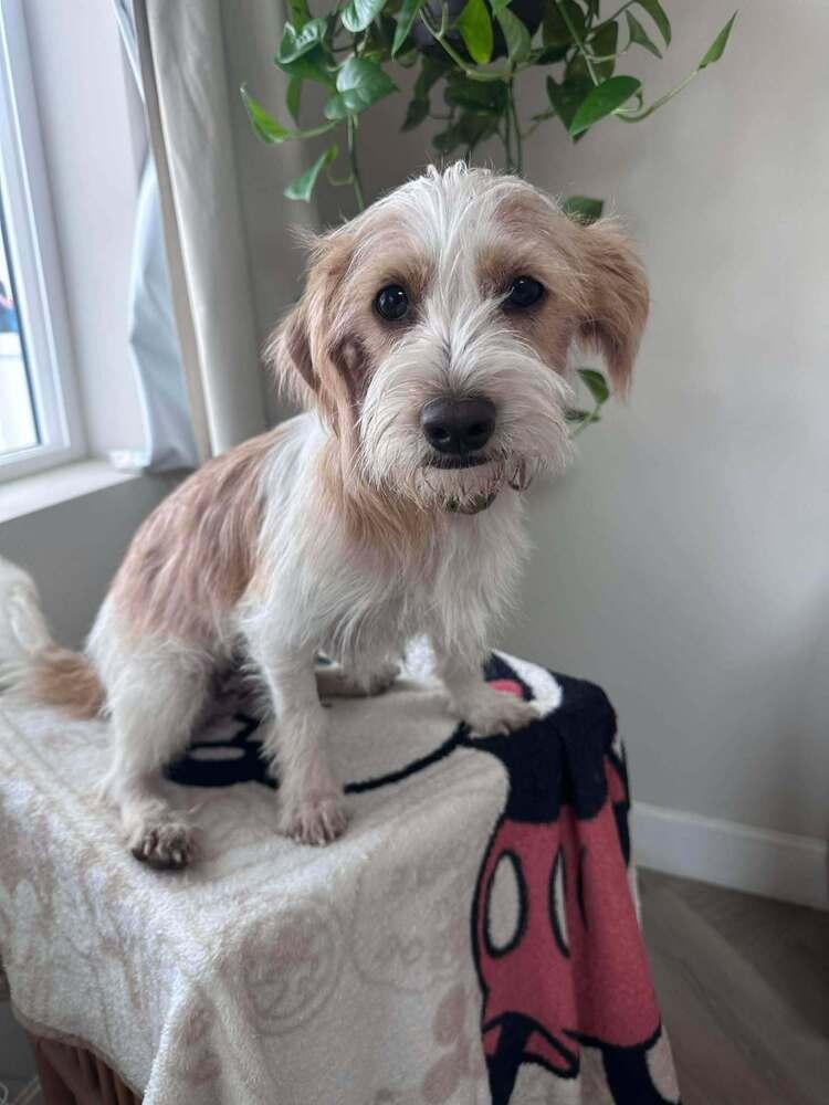 Enlarge Baxter, a Adoptable mixed breed in Mission Viejo, CA image 6/6