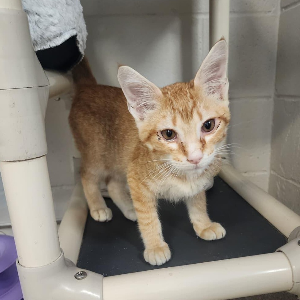 Dunn, ADOPTABLE, Kitten Male Domestic Short Hair.