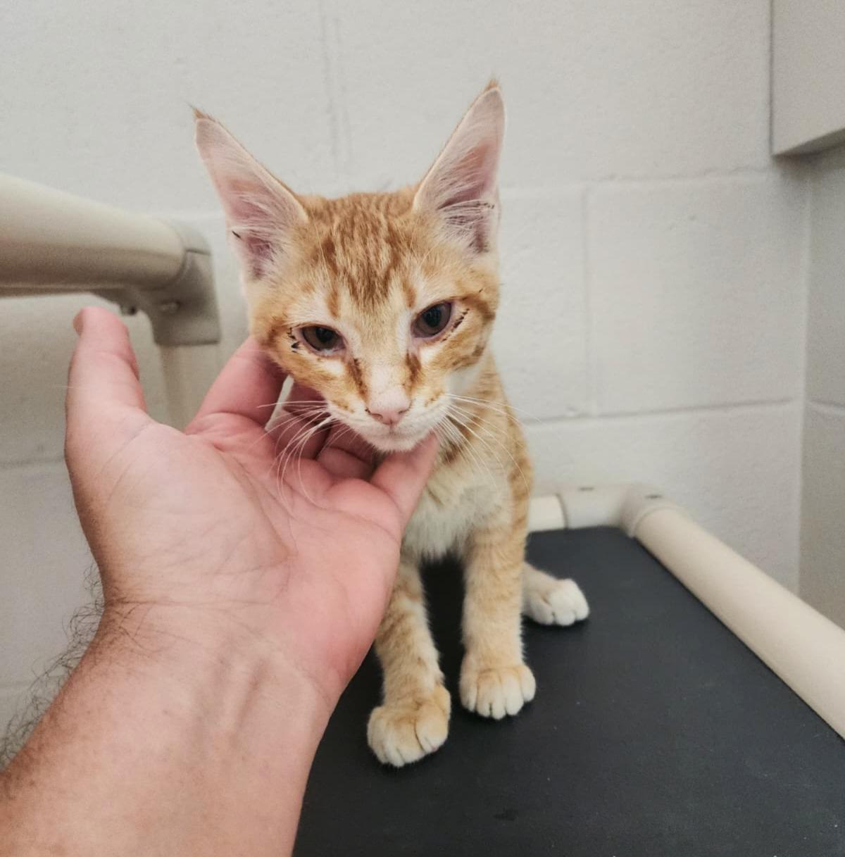 Dunn, a ADOPTABLE Domestic Short Hair in Slidell, LA image 2/3