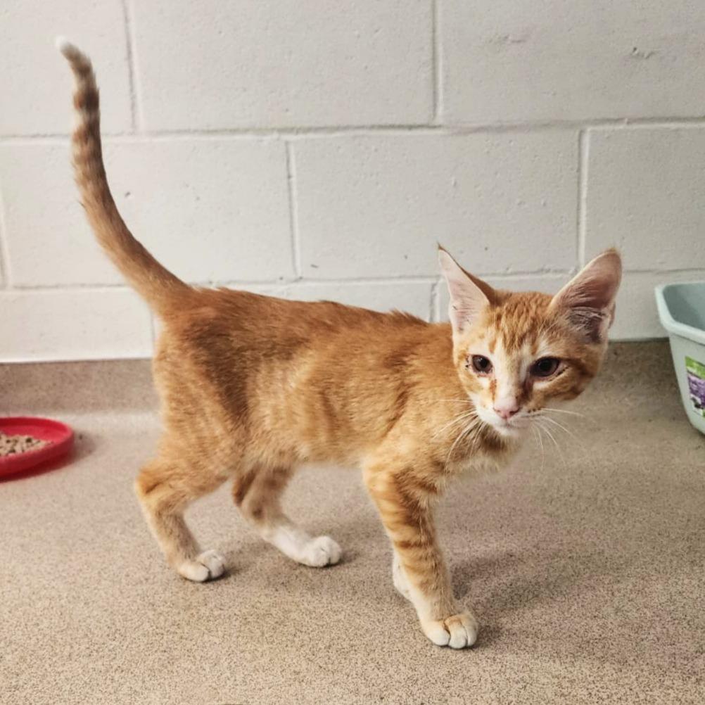Dunn, a ADOPTABLE Domestic Short Hair in Slidell, LA image 3/3