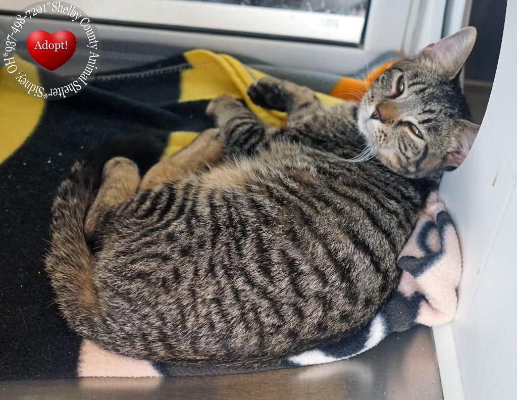 Enlarge Jasper, a Adopted mixed breed in Sidney, OH image 2/3