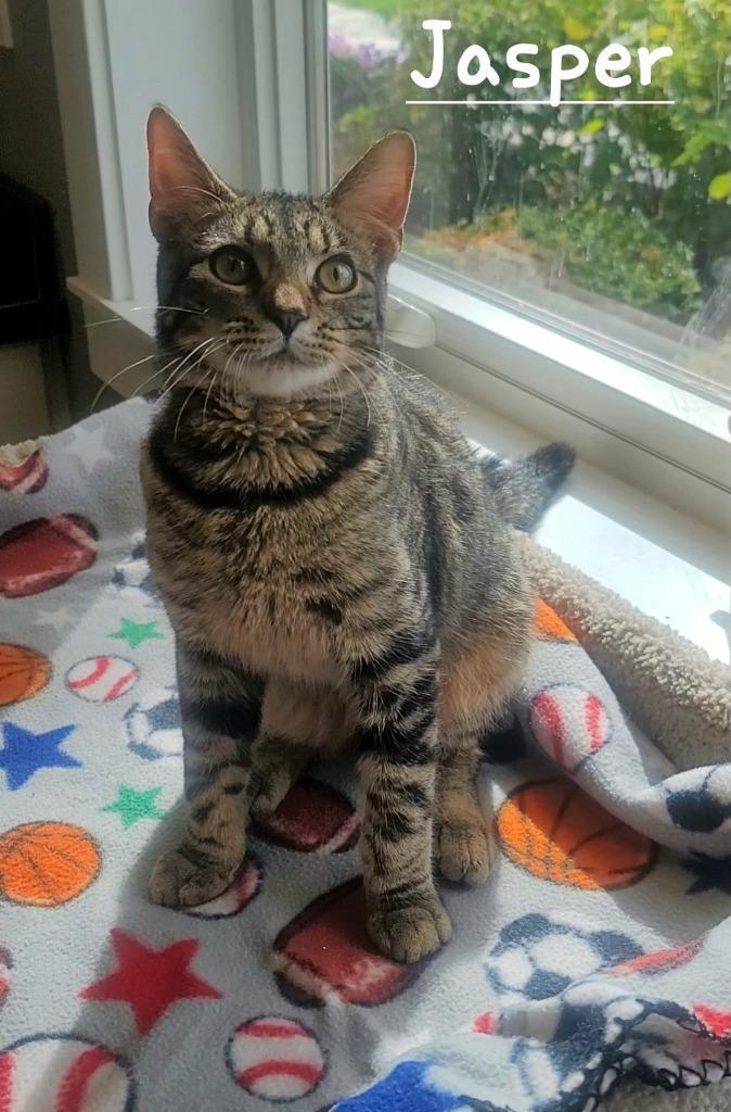 Enlarge Jasper, a Adopted mixed breed in Sidney, OH image 3/3