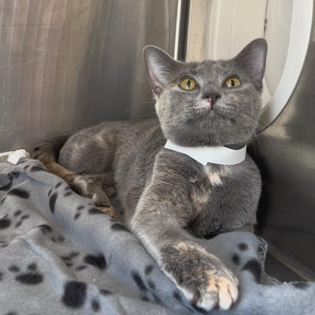 Mneera — thumbnail 2