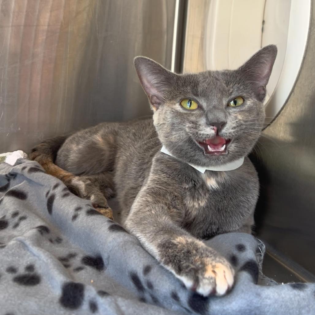 Mneera — thumbnail 4