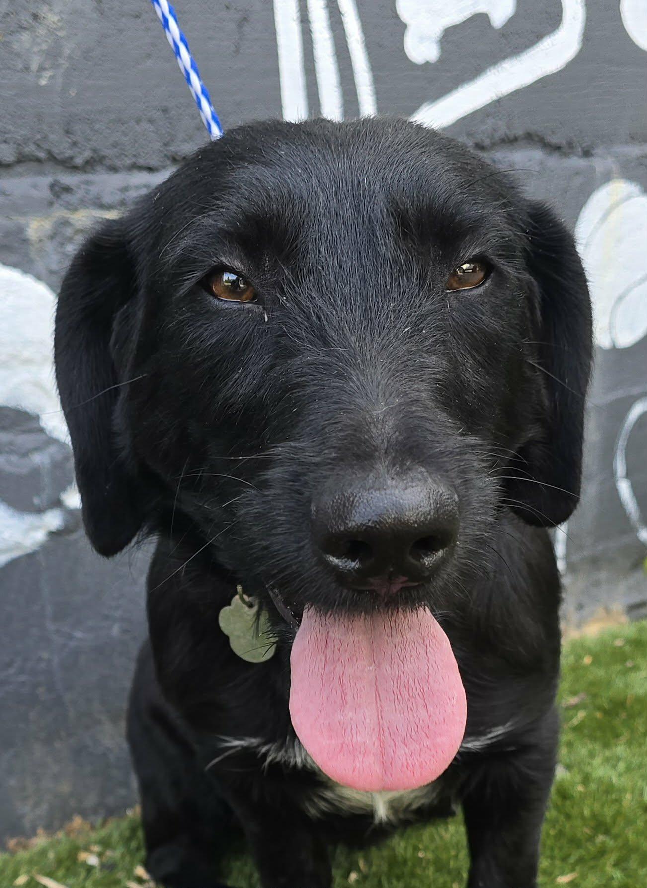 Dream Ahead, adopted, Young Female Labrador Retriever & Basset Hound.