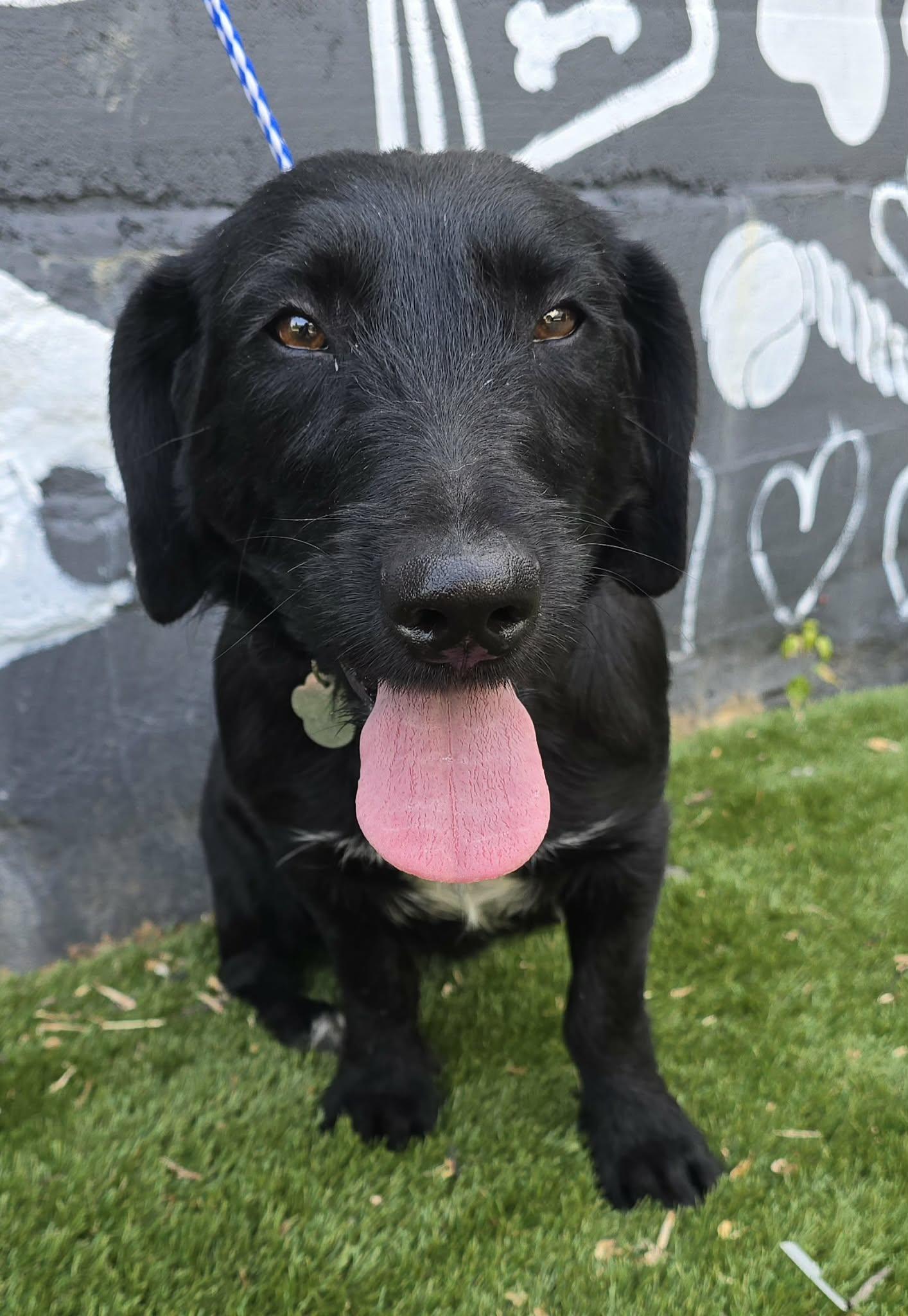 Dream Ahead, an adopted mixed breed in Newport, TN image 2/4