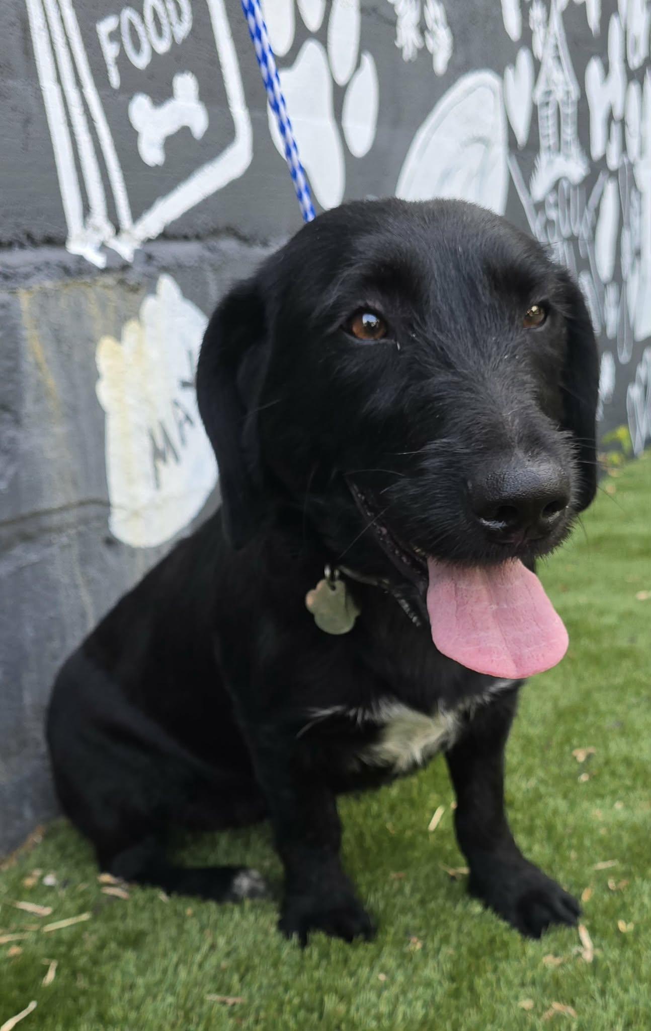 Dream Ahead, an adopted mixed breed in Newport, TN image 4/4