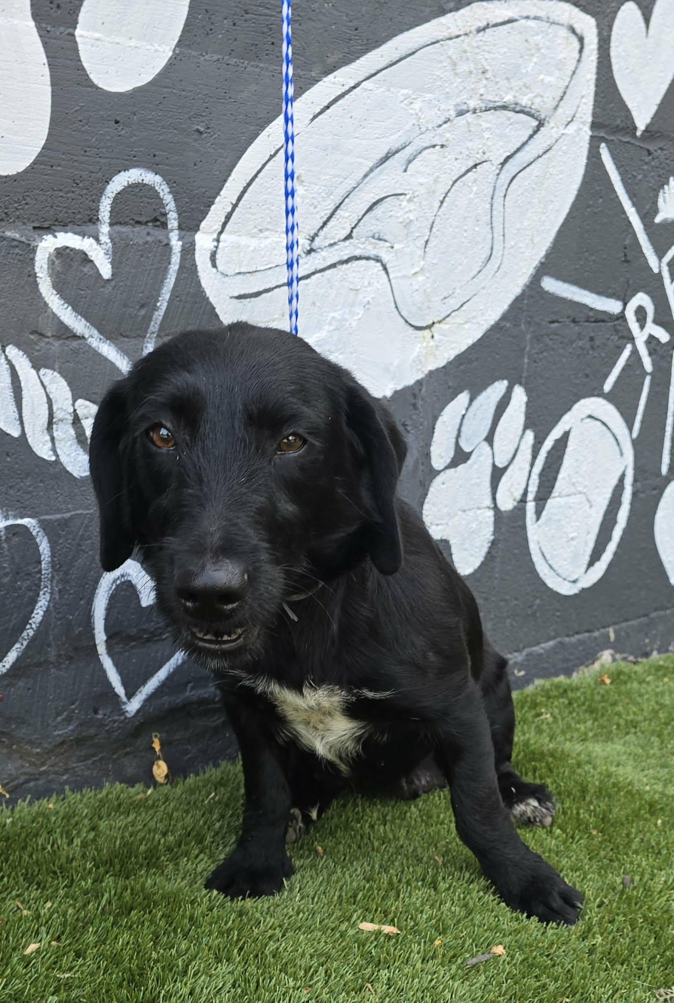 Dream Ahead, an adopted mixed breed in Newport, TN image 3/4