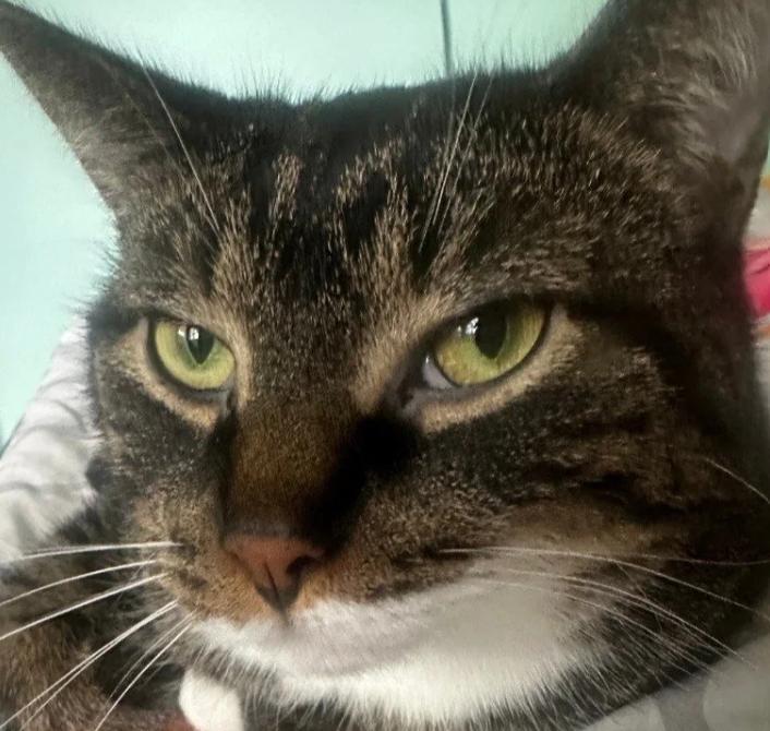 Fufu, ADOPTABLE, Adult Male Domestic Short Hair.