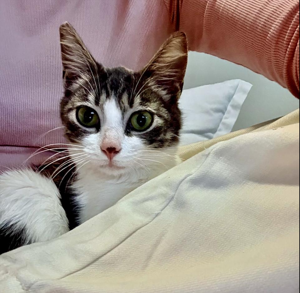 Nona, Adoptable, Young Female Domestic Short Hair & Tabby.