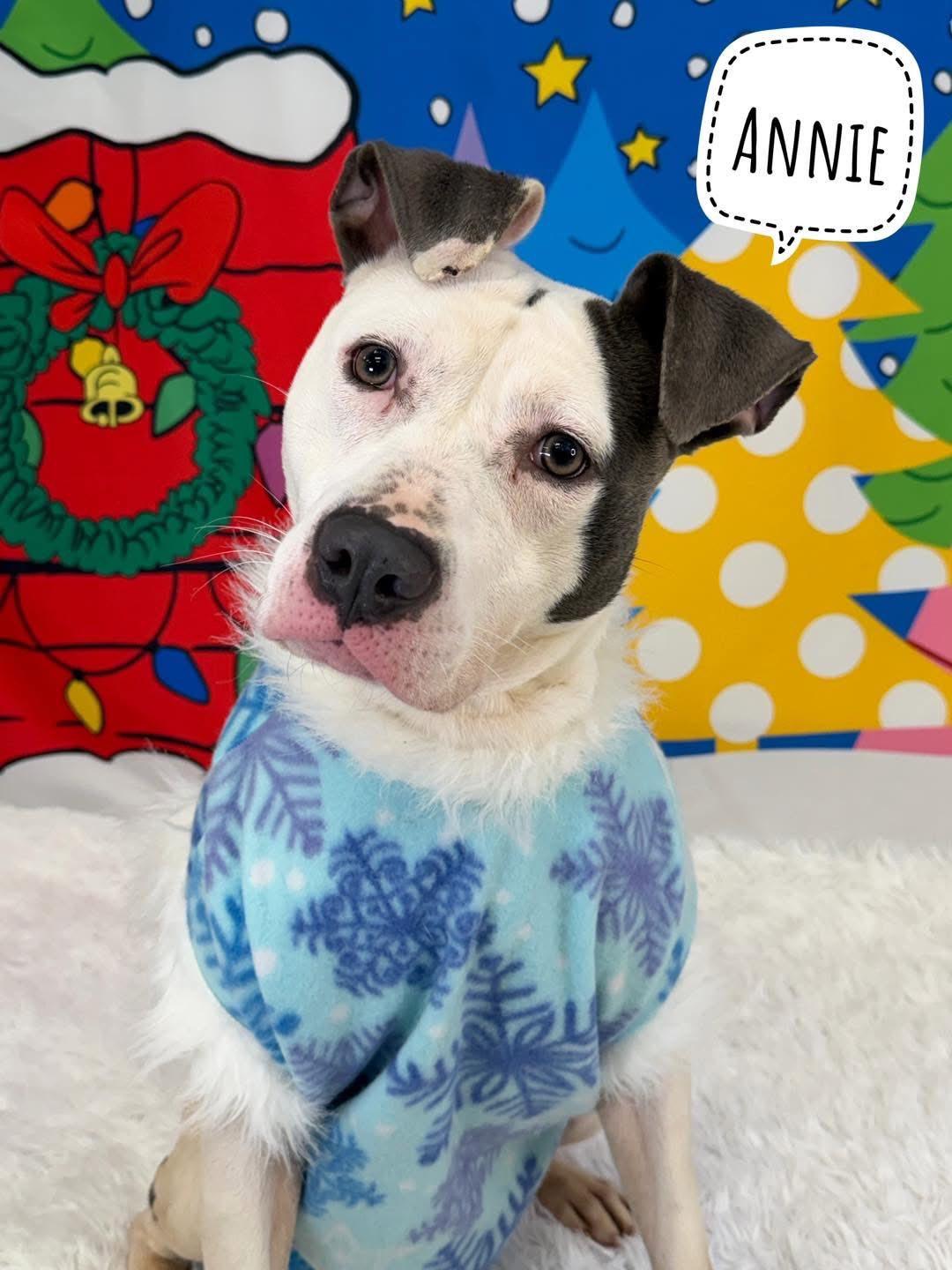 Annie, ADOPTABLE, Adult Female Pit Bull Terrier.