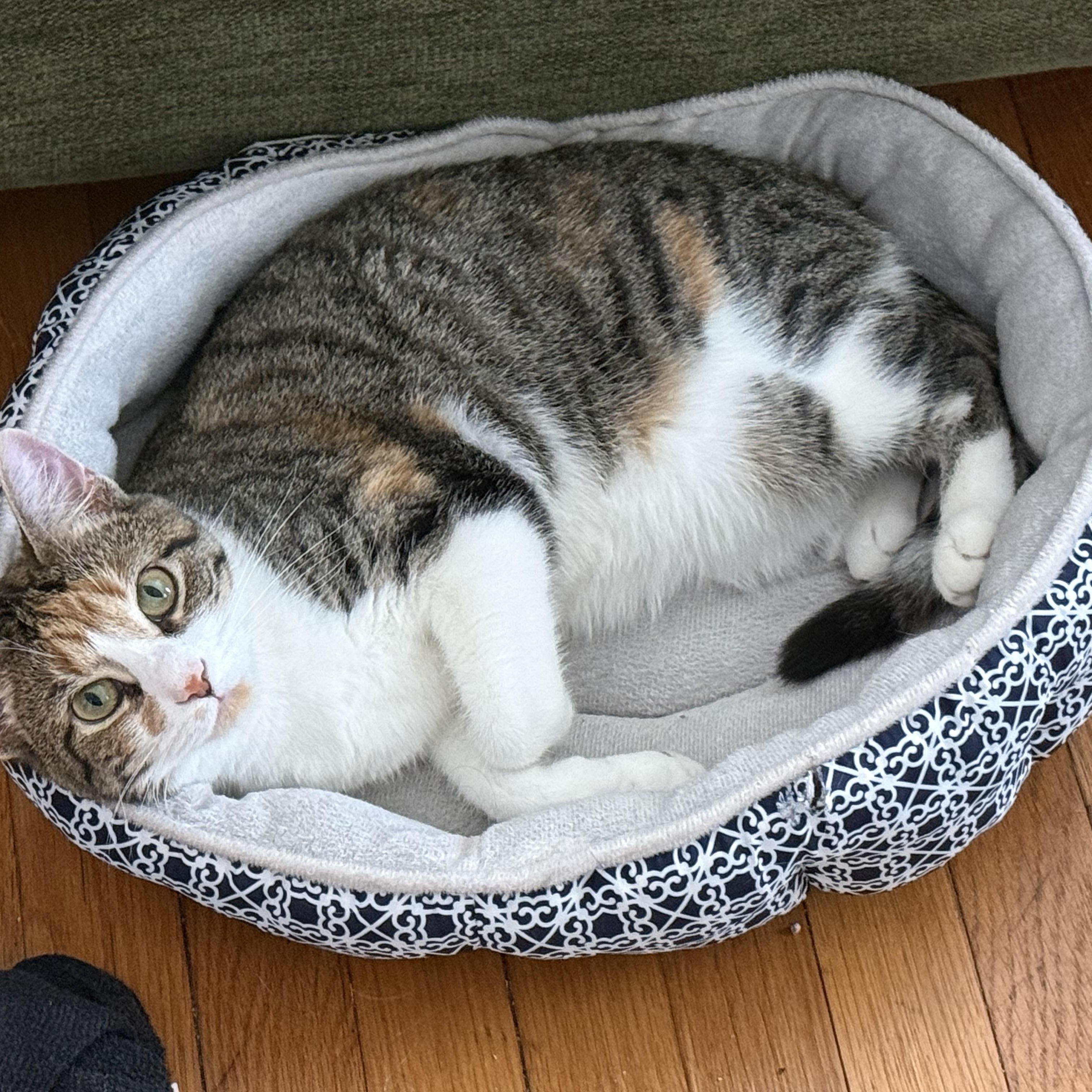 Noel, a ADOPTABLE Domestic Short Hair in Enfield, CT image 3/4