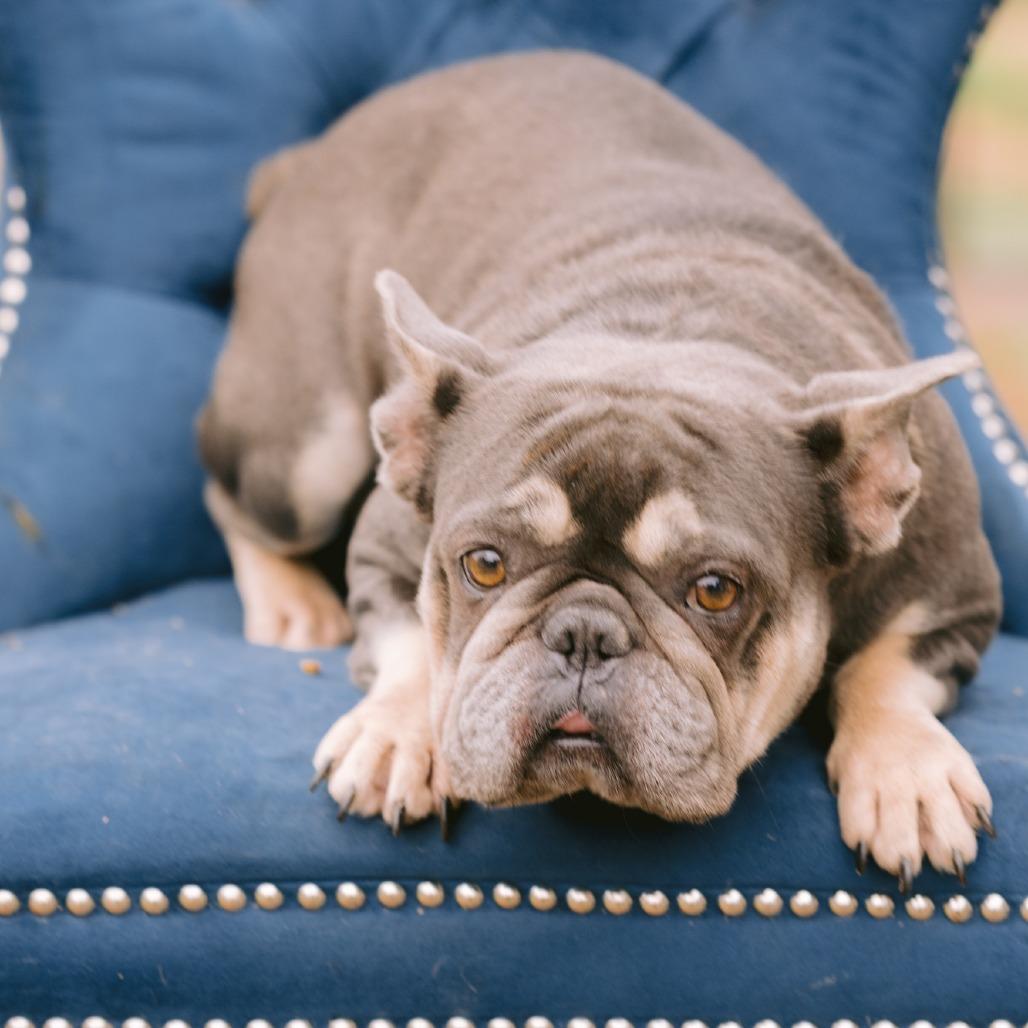 Lindy, Adoptable, Adult Female French Bulldog.