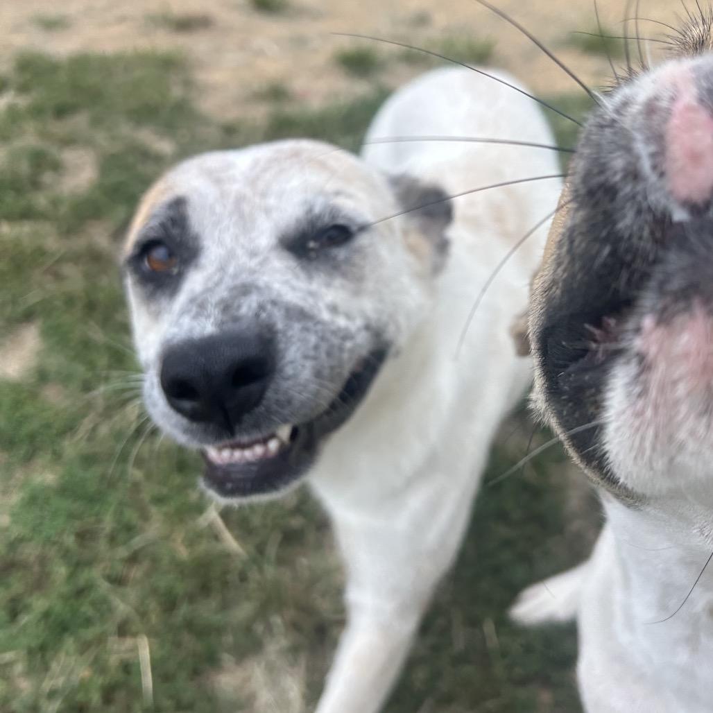 Mae Mae, Adoptable, Adult Female Great Pyrenees & Australian Cattle Dog / Blue Heeler.