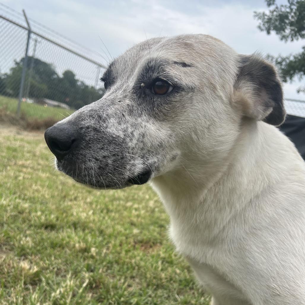 Mae Mae, a Adoptable mixed breed in West Point, MS image 3/6