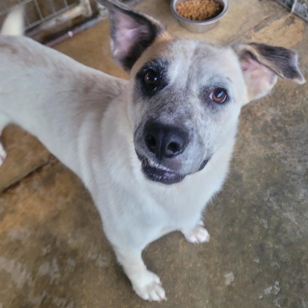 Mae Mae, a Adoptable mixed breed in West Point, MS image 4/6
