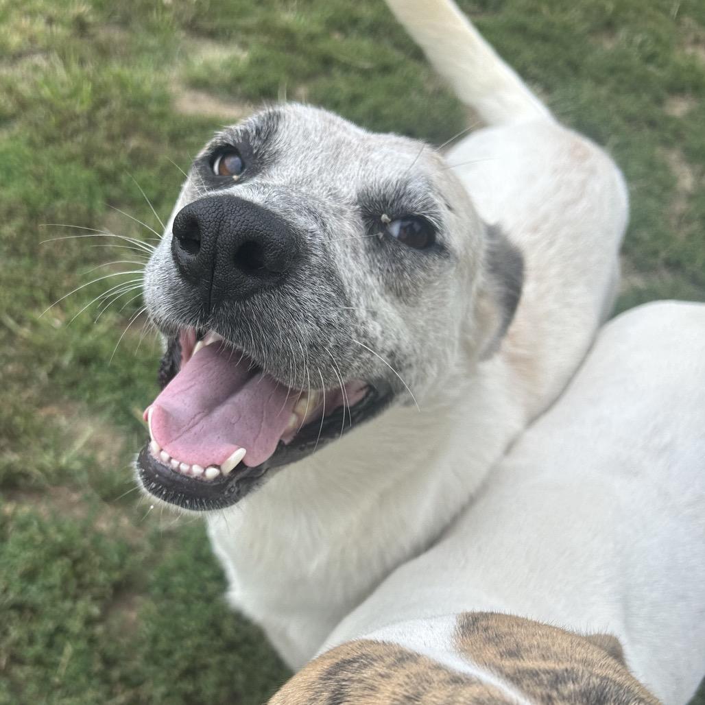 Mae Mae, a Adoptable mixed breed in West Point, MS image 5/6