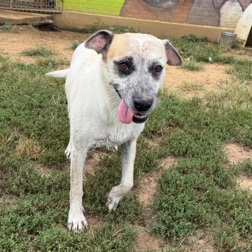 Mae Mae, a Adoptable mixed breed in West Point, MS image 6/6