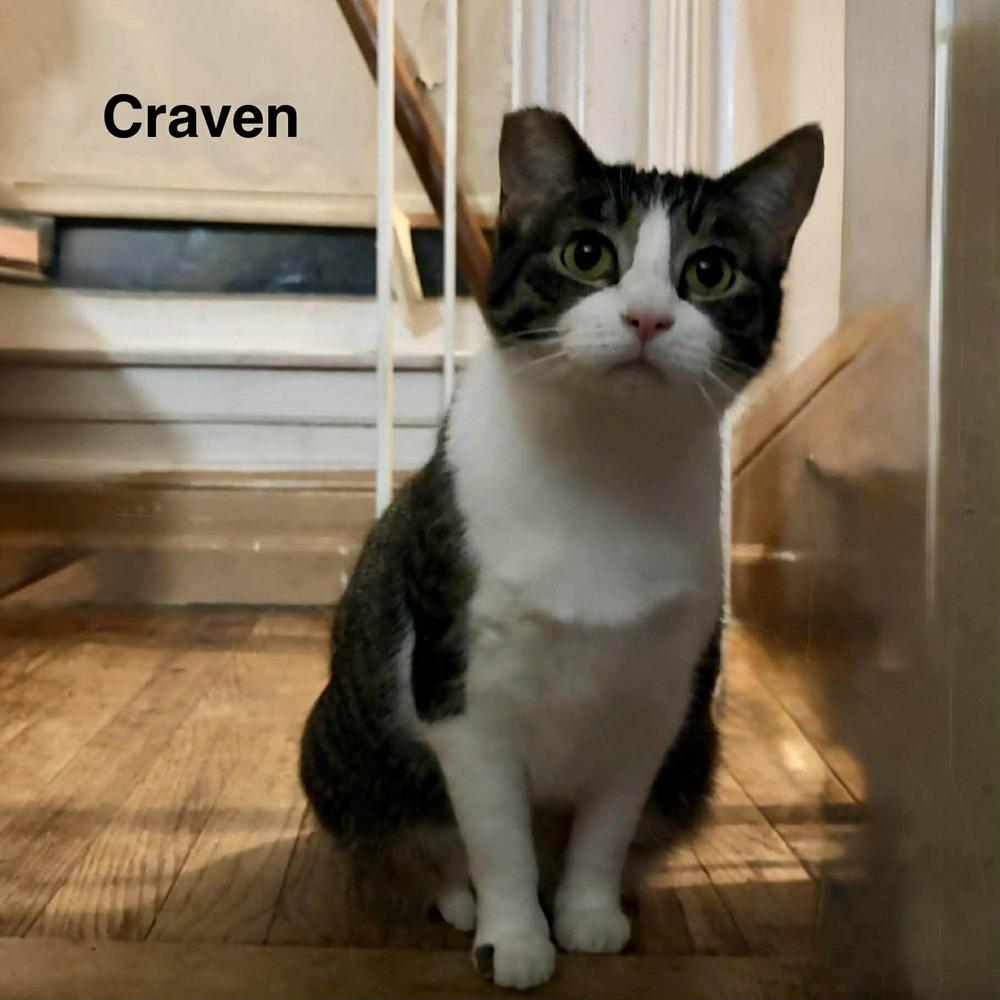 Craven, a Adoptable mixed breed in South Bend, IN image 1/4