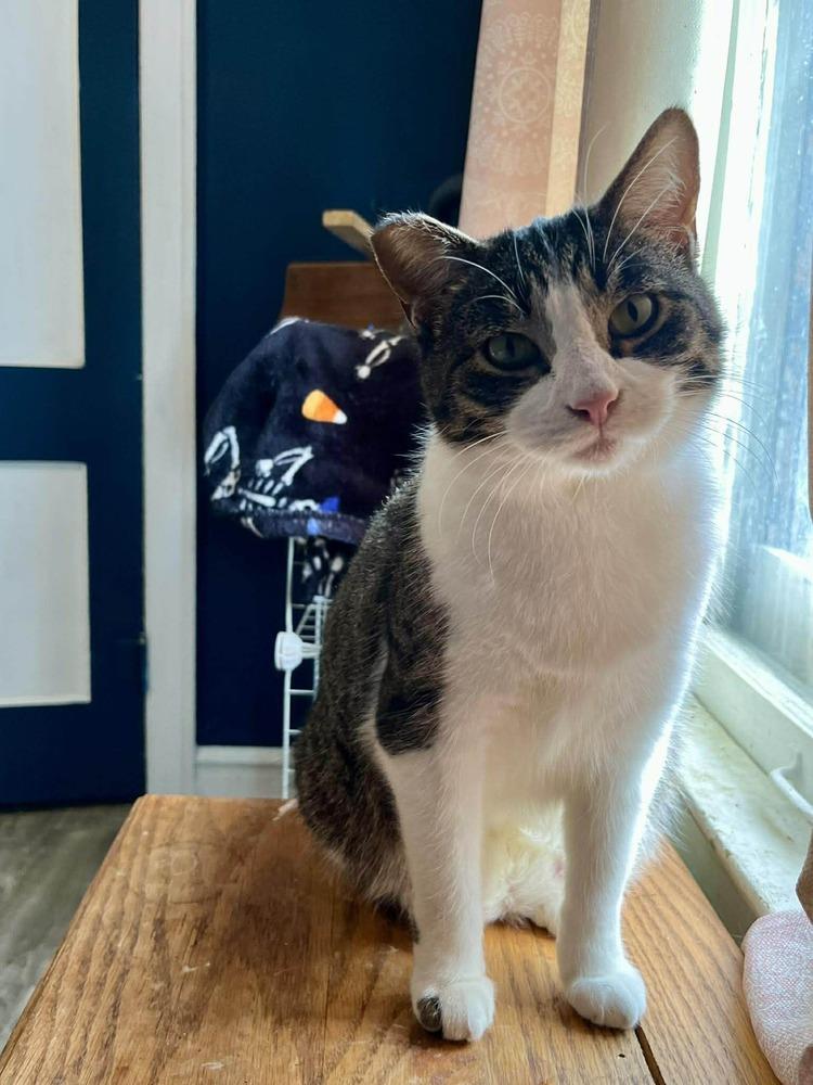 Craven, a Adoptable mixed breed in South Bend, IN image 2/4