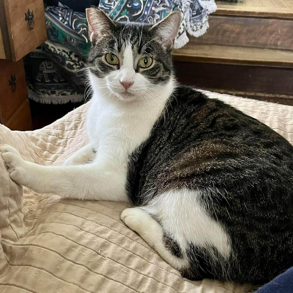 Craven, a Adoptable mixed breed in South Bend, IN image 3/4