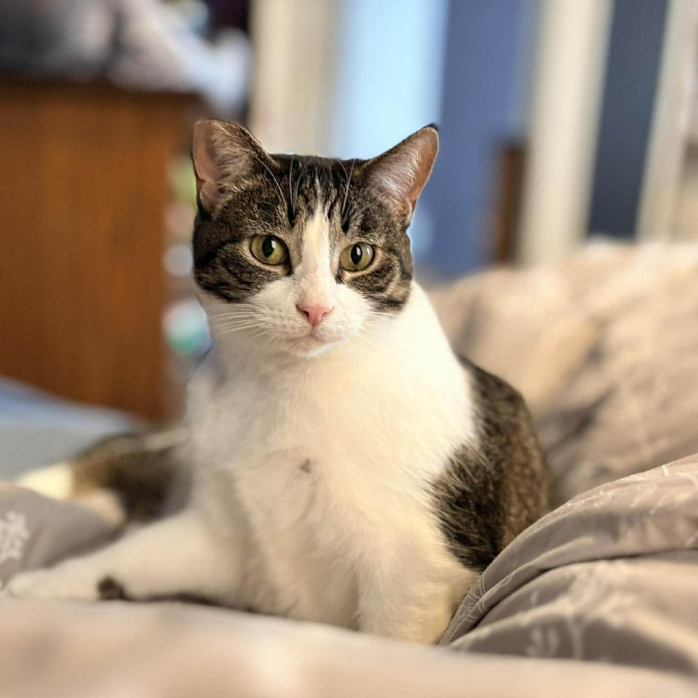 Craven, a Adoptable mixed breed in South Bend, IN image 4/4