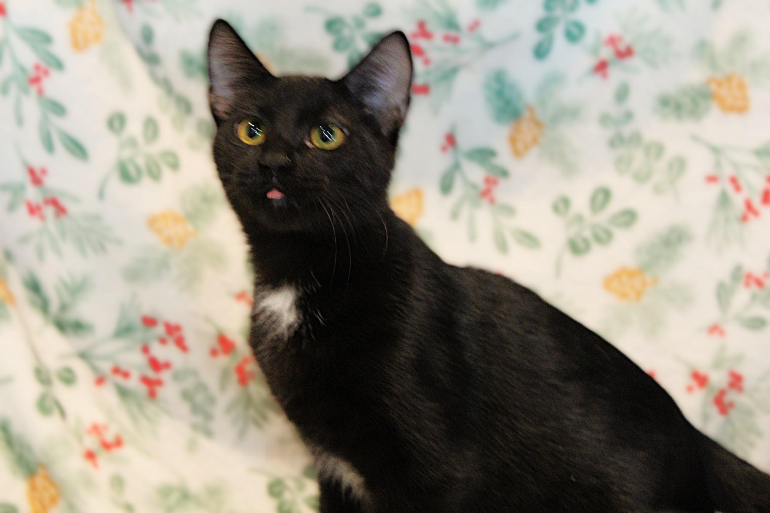 Orzo, a Adoptable Domestic Short Hair in Big Lake, MN image 2/5