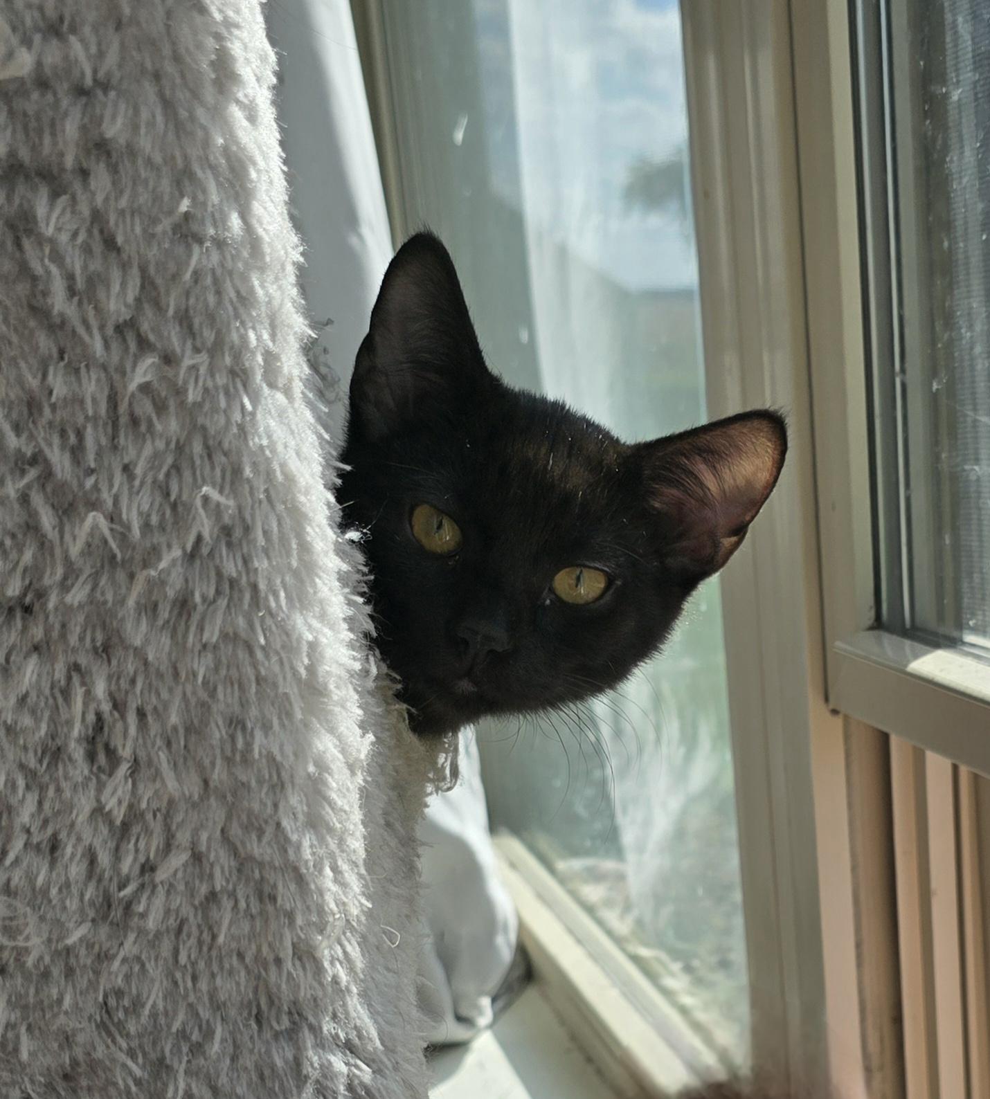 Orzo, a Adoptable Domestic Short Hair in Big Lake, MN image 3/5