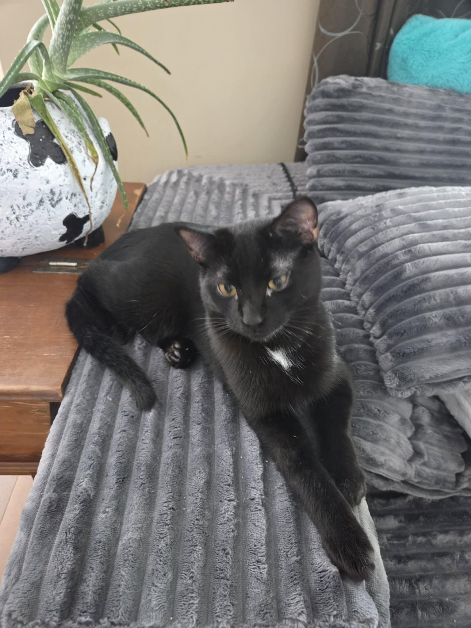 Enlarge Orzo, a Adoptable Domestic Short Hair in Big Lake, MN image 4/5