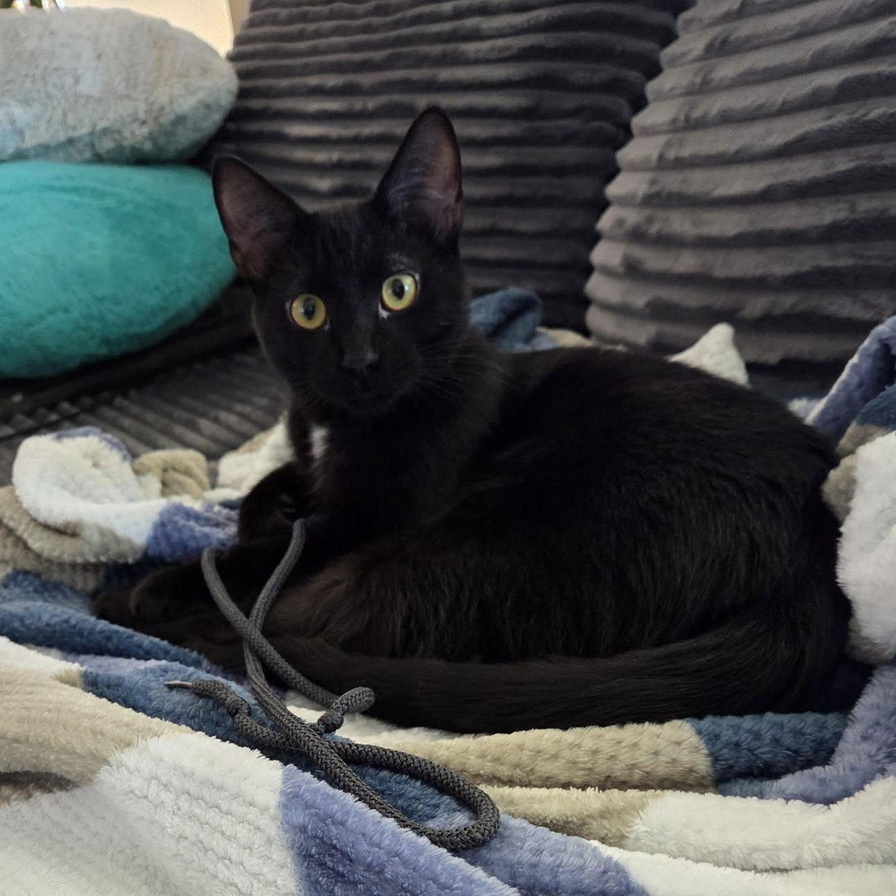 Orzo, a Adoptable Domestic Short Hair in Big Lake, MN image 3/3